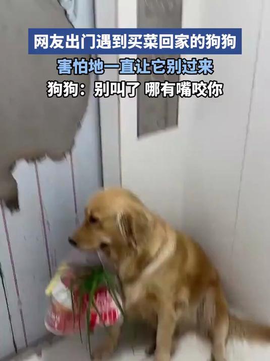 网友出门遇到买菜回家的狗狗,害怕地一直让它别过来,都快哭了
