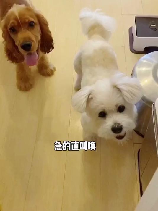 斥巨资给小狗买了甲鱼蛋蛋，结果