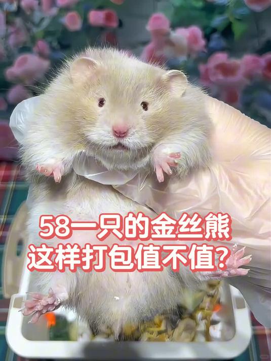 这样打包的金丝熊值不值?