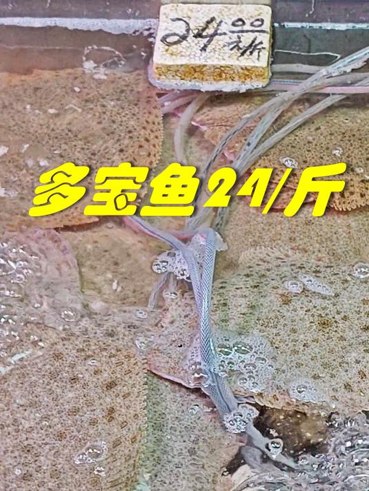 多宝鱼24,多吃点,广州沙园养海鱼价格