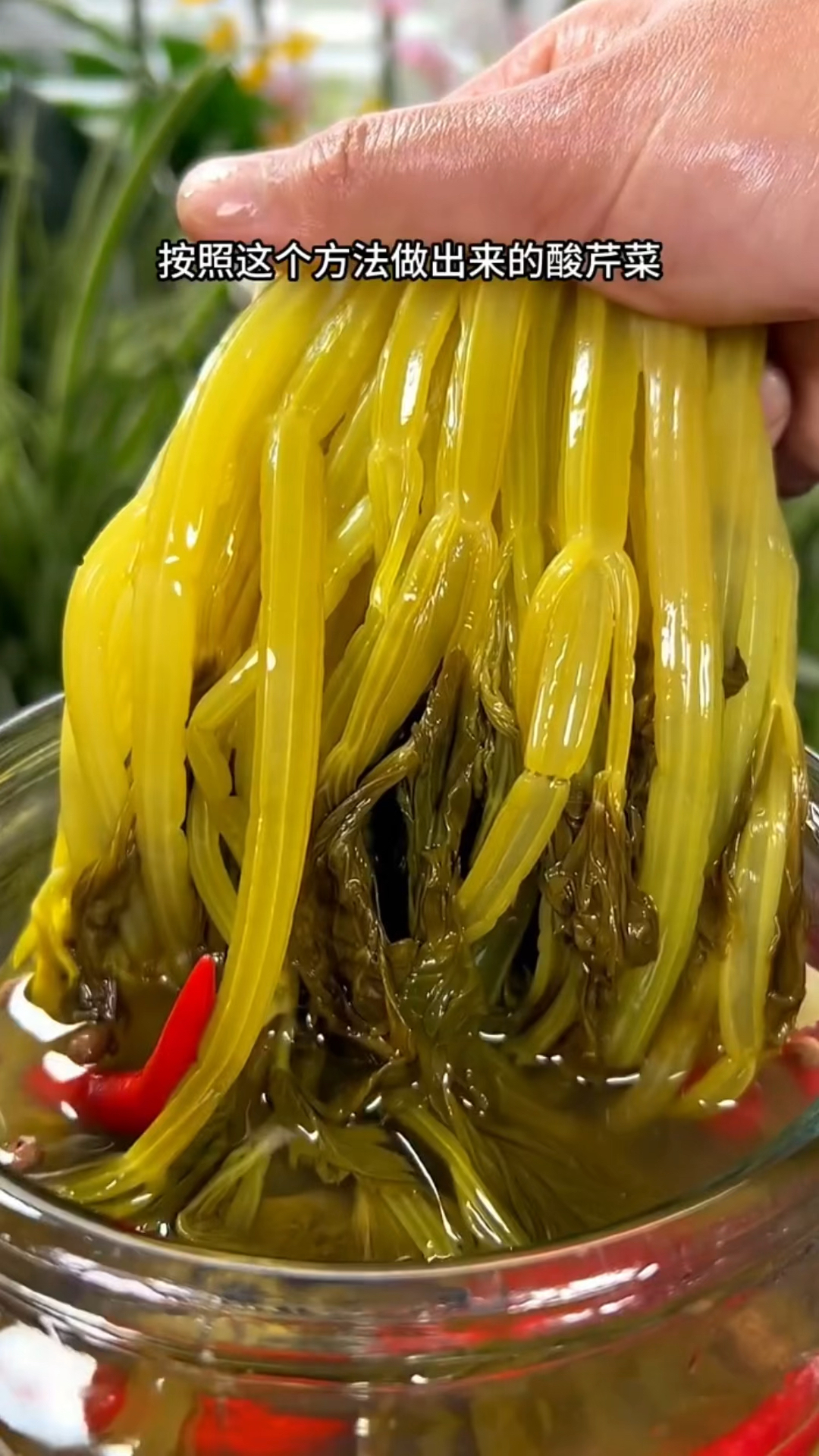 我家一年四季都离不开这泡酸芹菜