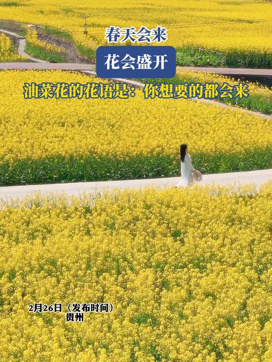 春天会来,花会盛开,油菜花的花语是:你想要的都会来