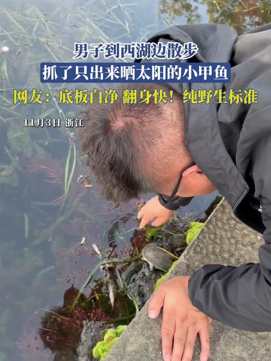 男子西湖散步抓晒阳小甲鱼,网友:底板白净翻身快,纯野生!