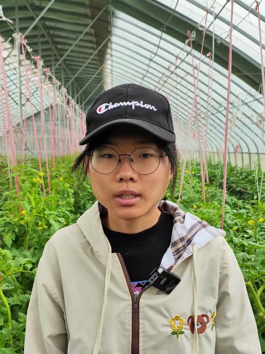 秒教你快速区分番茄各种缺素表现!