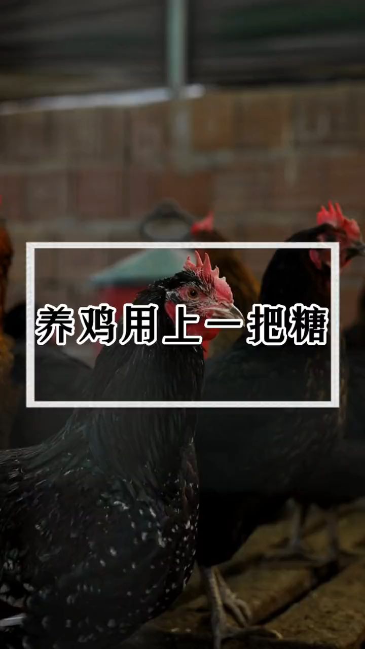养鸡用上一把糖