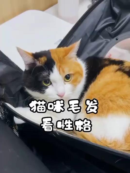 每个品种的猫咪性格都不同 你家猫咪是这样吗