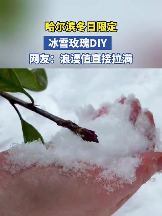 哈尔滨冬日限定 冰雪玫瑰DIY 网友:浪漫值直接拉满