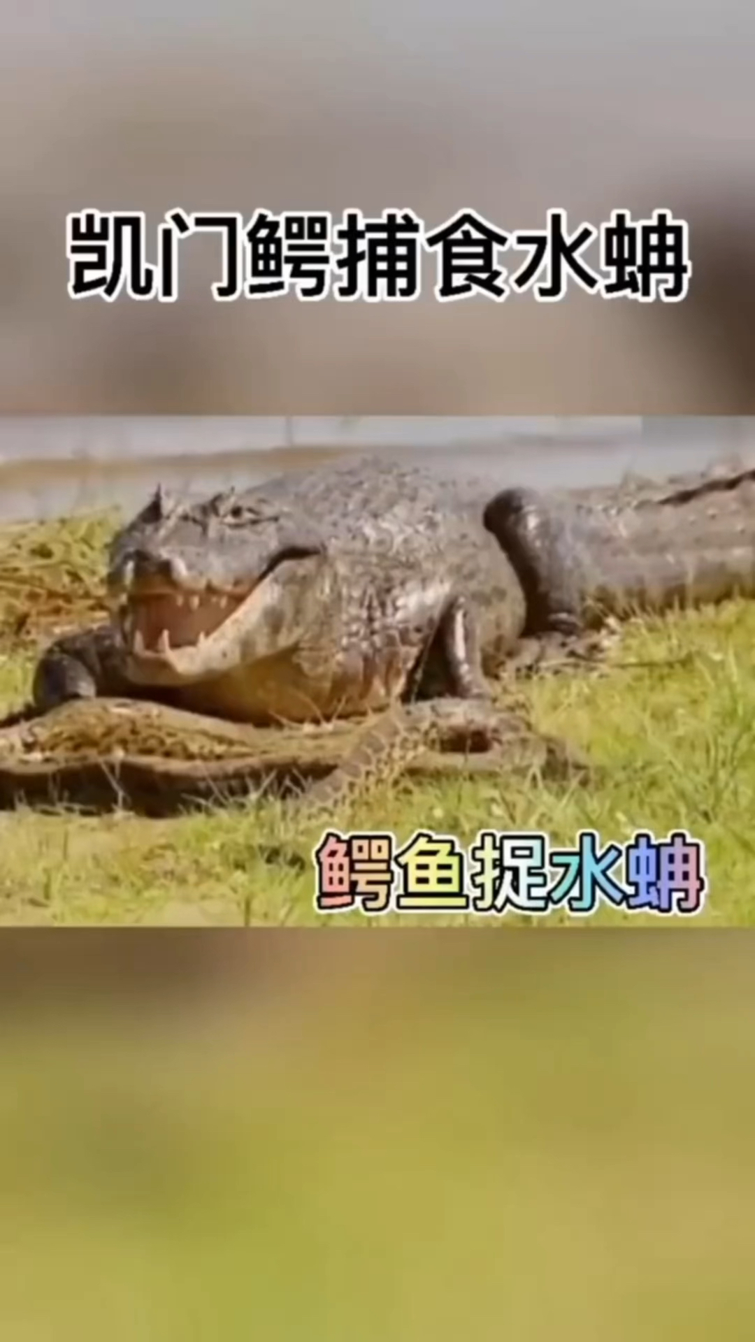 凯门鳄鱼捕食水蚺,这口感嘎嘣脆啊。