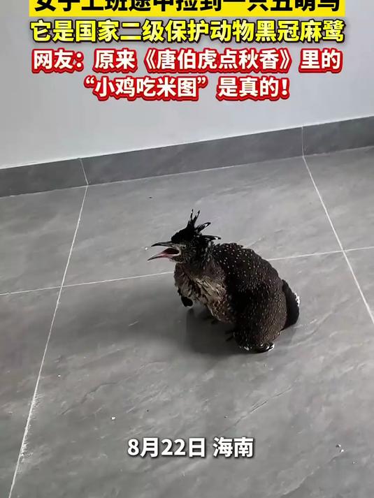 女子上班途中捡到一只丑萌鸟，唐伯虎点秋香里的小鸡吃米图是真的