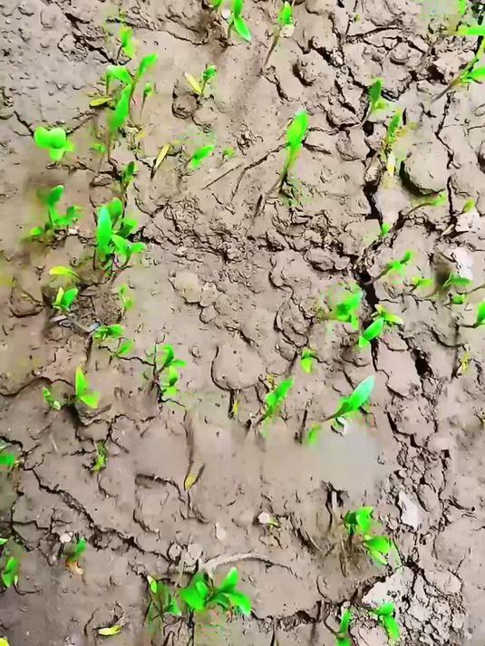 种下小叶香菜种,收获四季清香