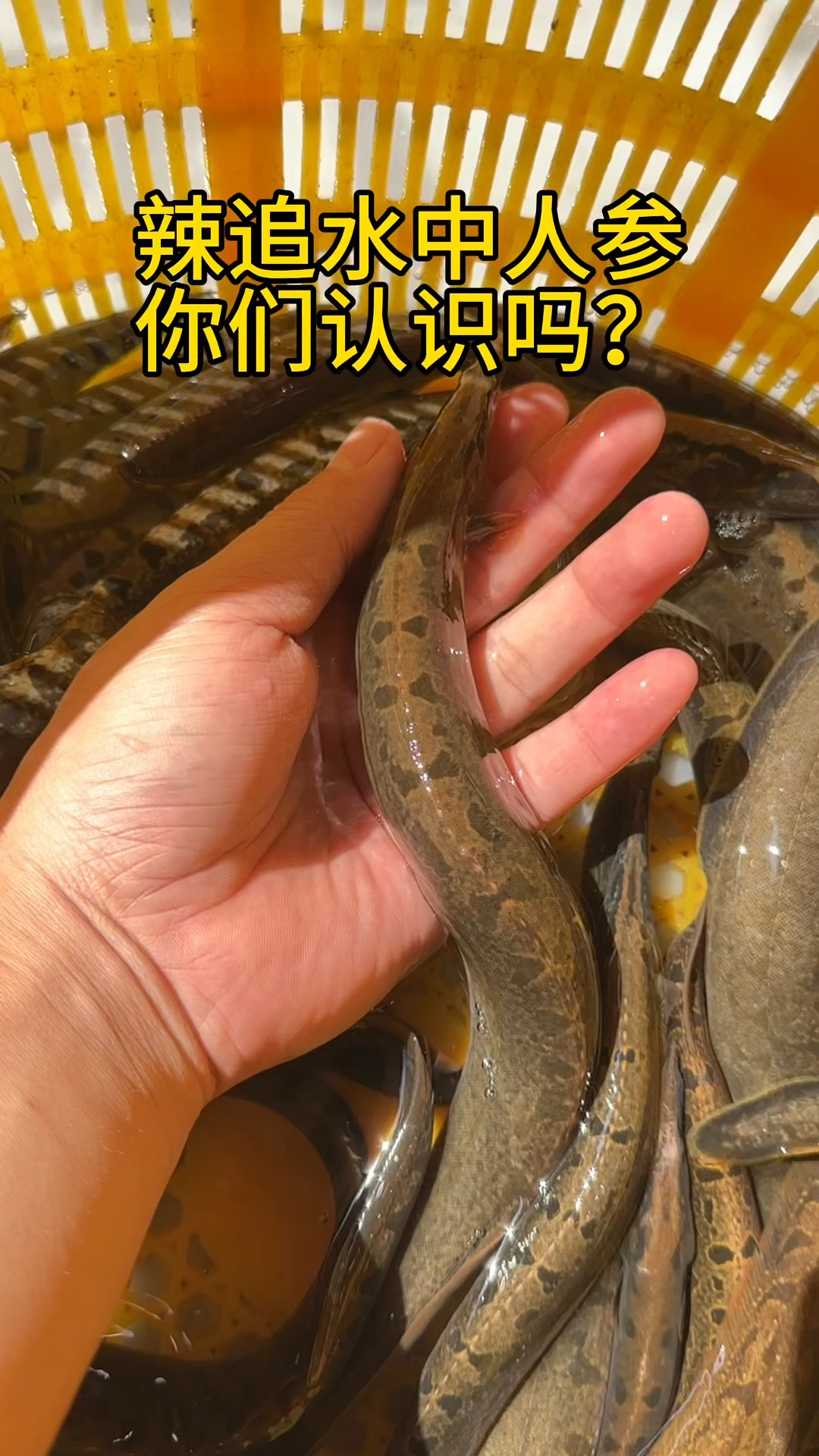 刺鳅,希少的鱼类