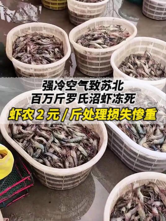 强冷空气致苏北百万斤罗氏沼虾冻死,虾农 2 元/斤处理损失惨重