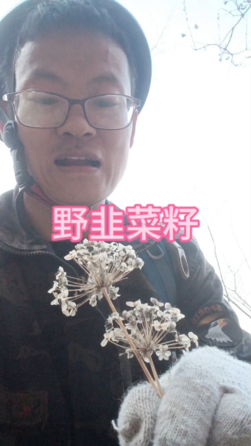 嵩山野韭菜籽,功效杠杠的,懂的都懂#大自然的馈赠 #野生药材 #抖出家乡山货