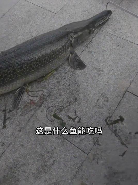 这是什么鱼能吃吗?