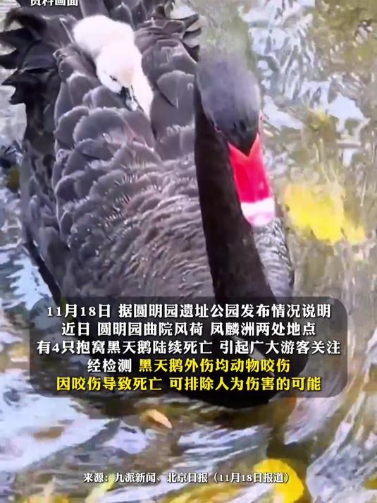 北京圆明园通报四只黑天鹅死亡