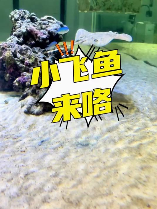 小飞鱼来咯～