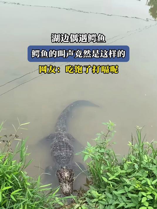 湖边偶遇鳄鱼,鳄鱼的叫声竟然是这样的