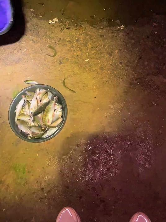 选好时间和饵料夏季依然能钓好鲫鱼