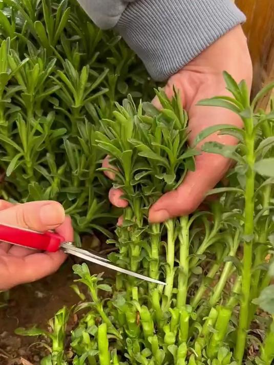 养心菜又名高钙菜,营养丰富,好养易活,可多茬收割