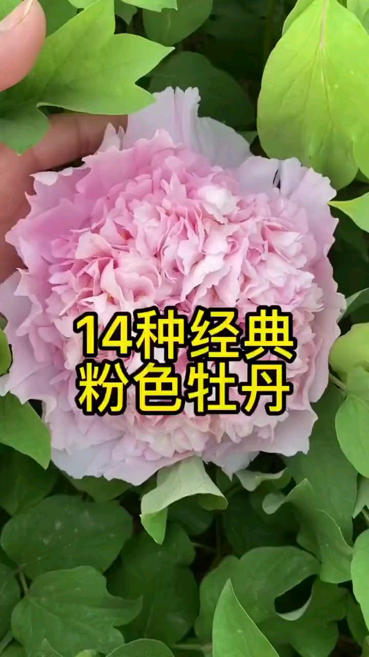 粉色牡丹集锦，牡丹品种介绍