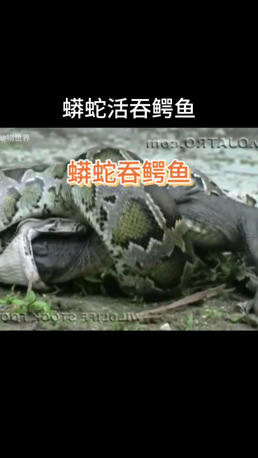 蟒蛇活吞大鳄鱼