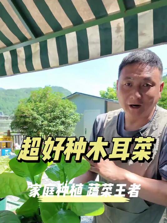 最适合家庭盆栽种植的蔬菜——木耳菜。简单省心种一次根本吃不完