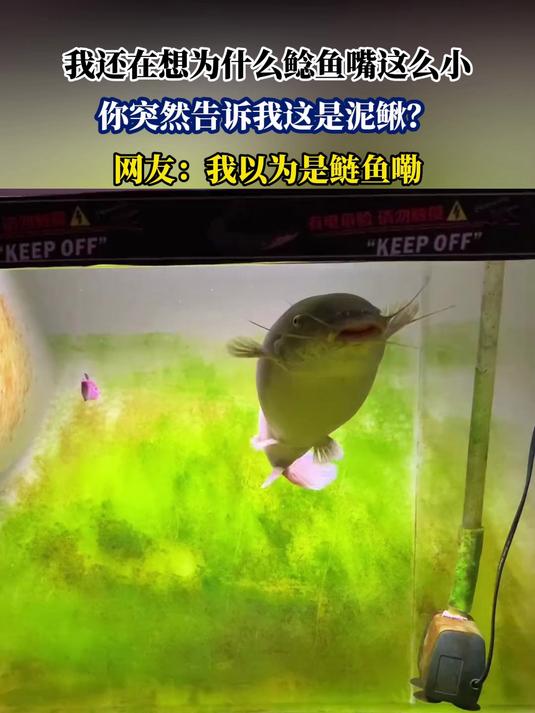 我还在想为什么鲶鱼嘴这么小,你突然告诉我这是泥鳅?