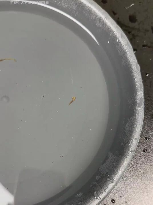小丑鱼最后能活下来吗?小丑鱼 跨越物种的友谊 寄生虫鱼7