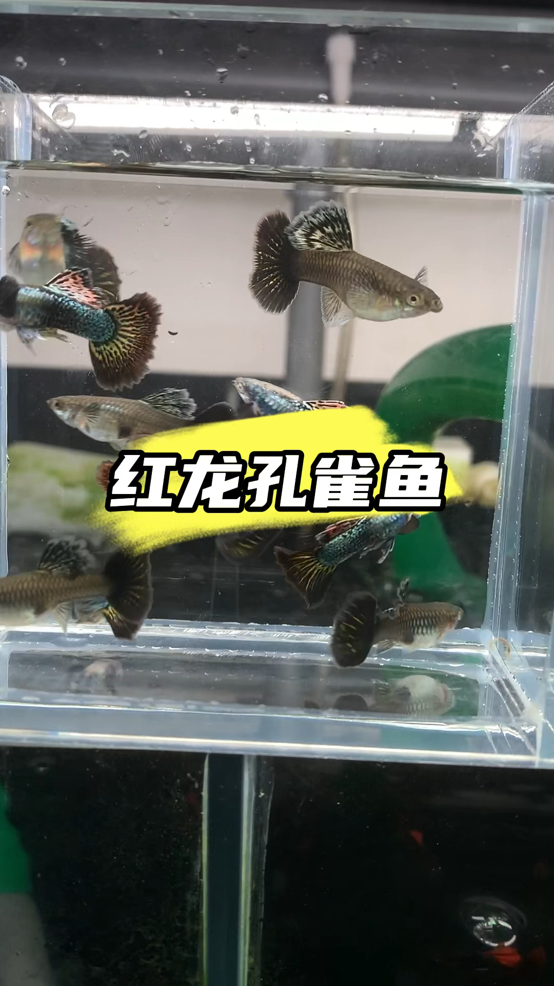 红龙孔雀鱼 #养鱼日志  #养鱼人 #轻松养鱼快乐养鱼 #水族 #观赏鱼