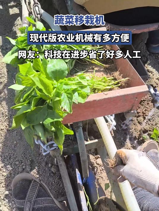 蔬菜移栽机,现代版农业机械有多方便,网友:科技在进步