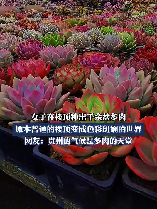 女子在楼顶种出千余盆多肉,原本普通的楼顶变成色彩斑斓的世界。#真实生活记录#