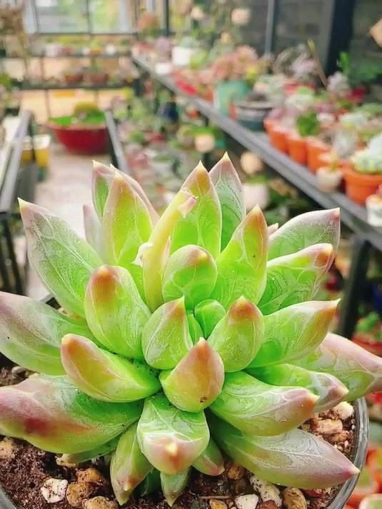 这多肉可以叫做美人尖