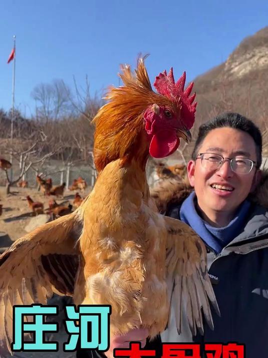 东北农村特产 庄河大骨鸡