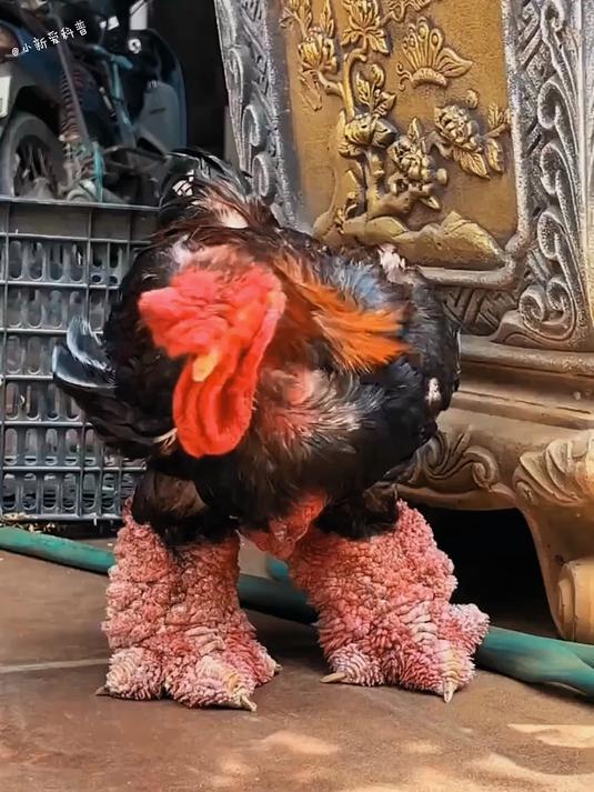 分享这几种鸡的种类，大家都认识吗，还有哪些没提到的品种呢？