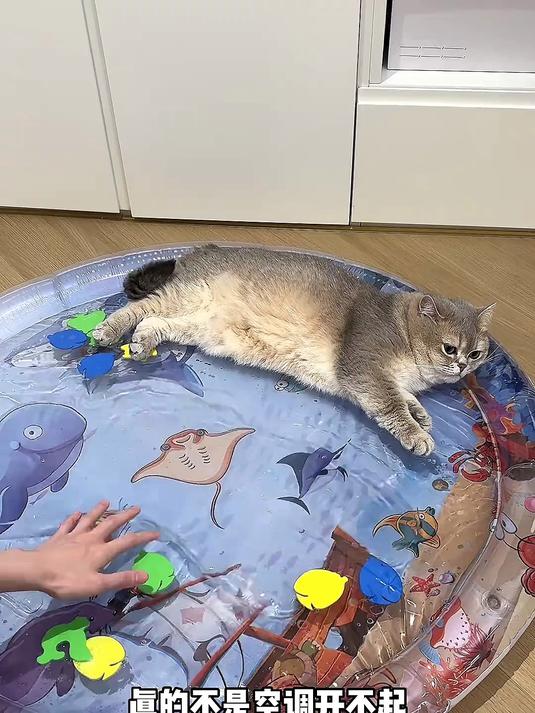 猫咪贼爱的宠物水床,舒舒服服过夏天~便宜好用