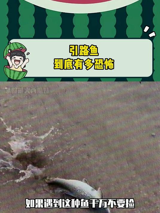 引路鱼到底有多恐怖
