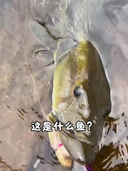 分享科普13种淡水鱼，来看看你认识几种？