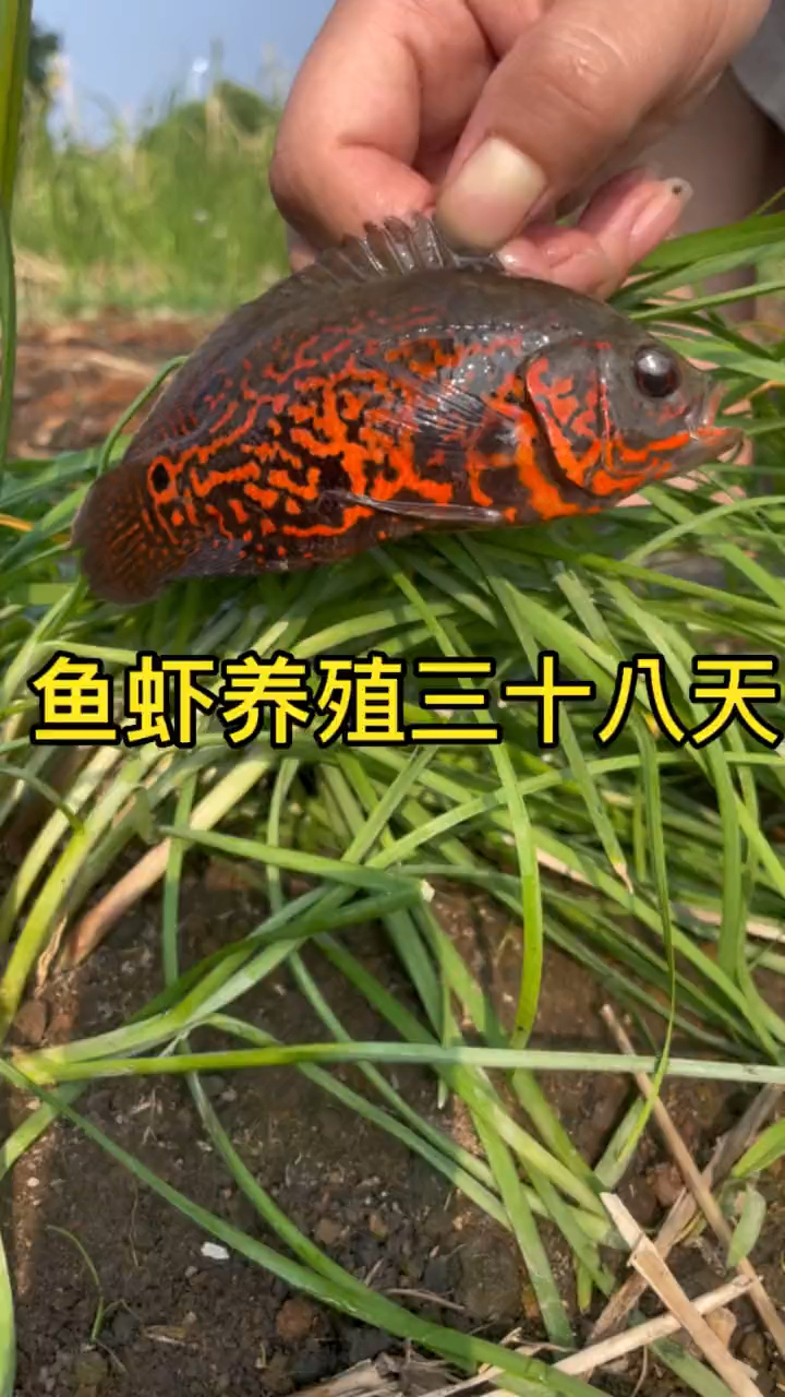 花五百块包的鱼塘