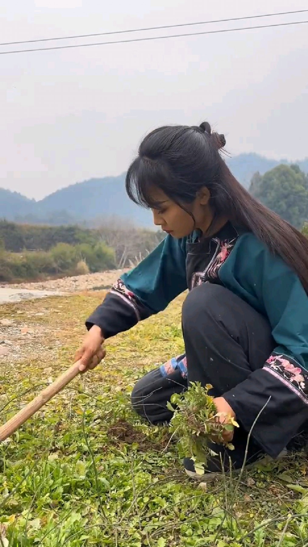 很多人估计不知道这是什么野菜!