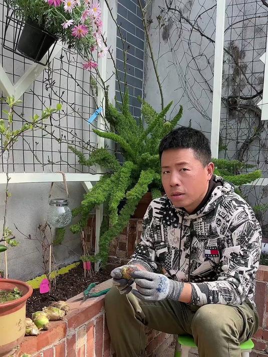 美爆了，天鹅绒伯利恒之星，种一次年年有花看