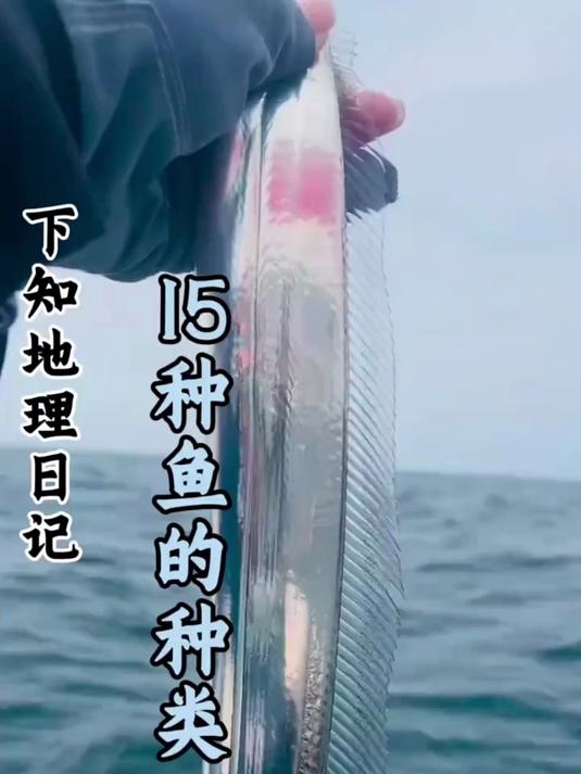 科普分享一些鱼的种类,你看你认识几种!