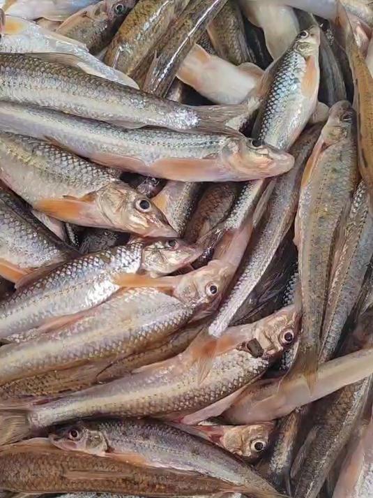 东北松花江刚捕回来的穿钉鱼,酱焖一盘,喝二两