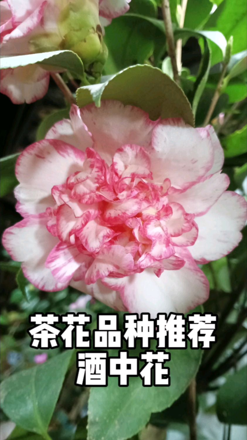 日系茶花品种推荐:酒中花茶花#知缘茶花园艺酒中花茶花#茶花#茶花品种推荐