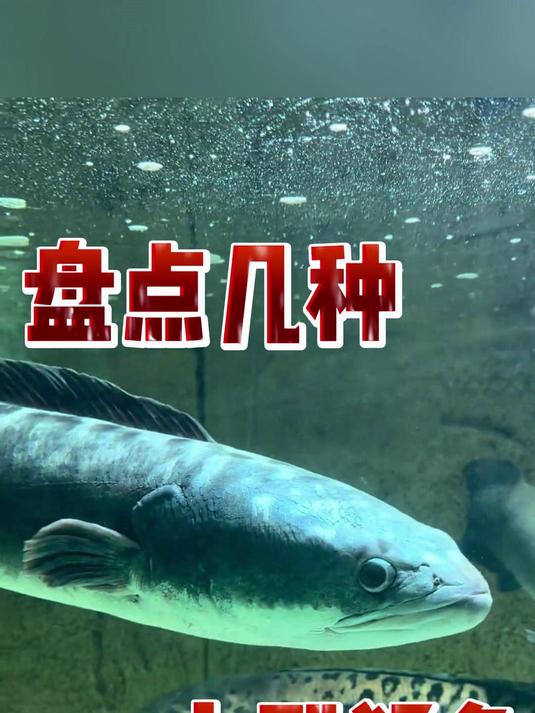 盘点几种大型猛鱼