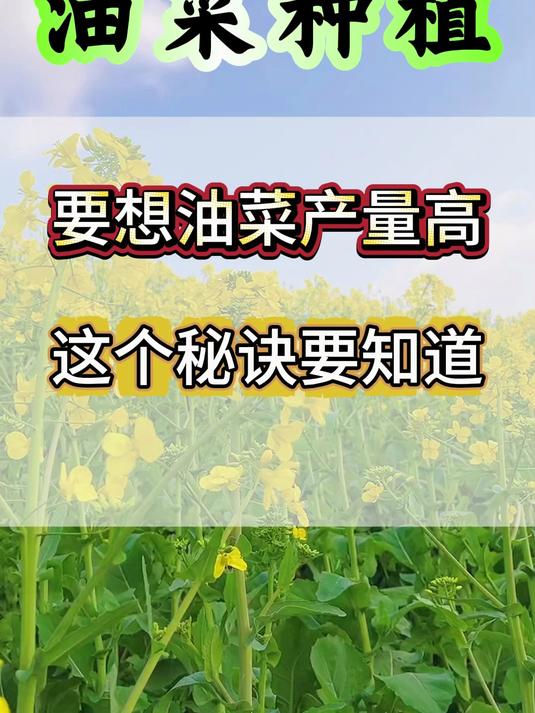 油菜种植想要高产的油菜,用对这个方法效果直接翻倍 油菜