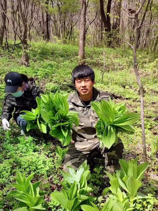东北农村户外,这个野菜牛都不敢吃