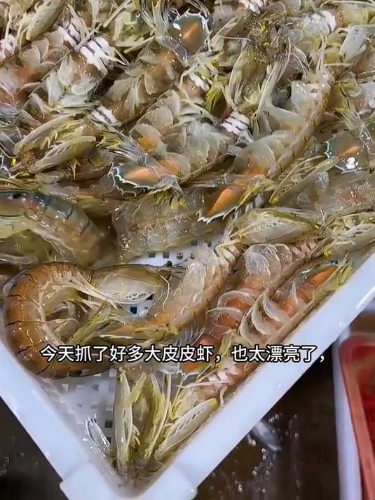 海蕴极鲜「活鲜」鲜活皮皮虾 新鲜虾爬子濑尿虾爬爬虾烧烤食材年货春节 500g(净重) 12