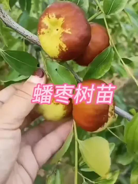 早熟蟠枣树苗咋种?南北方均可,当年结果超简单