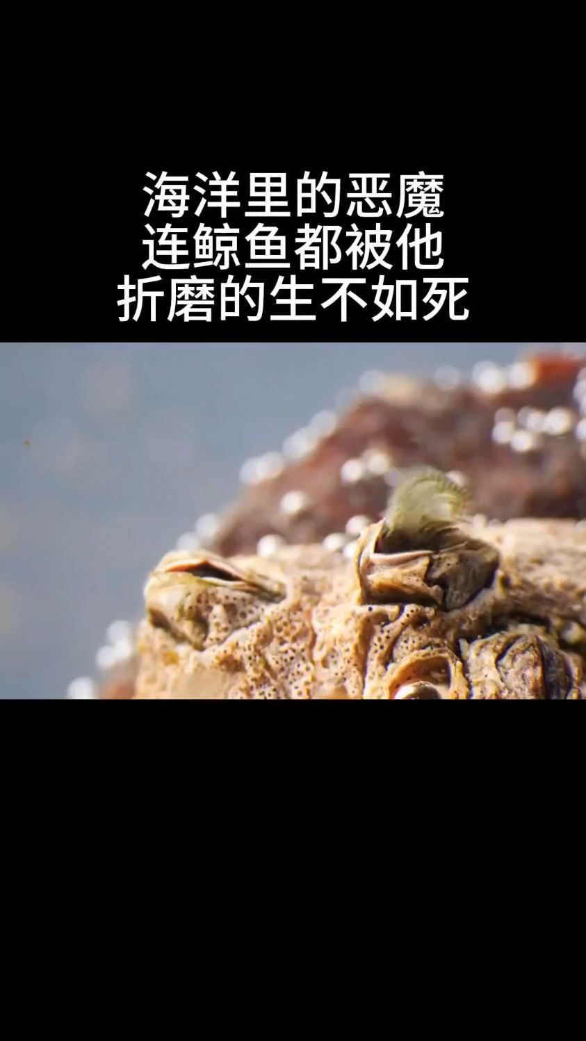 海洋里的恶魔,连鲸鱼都被它折磨的生不如死。