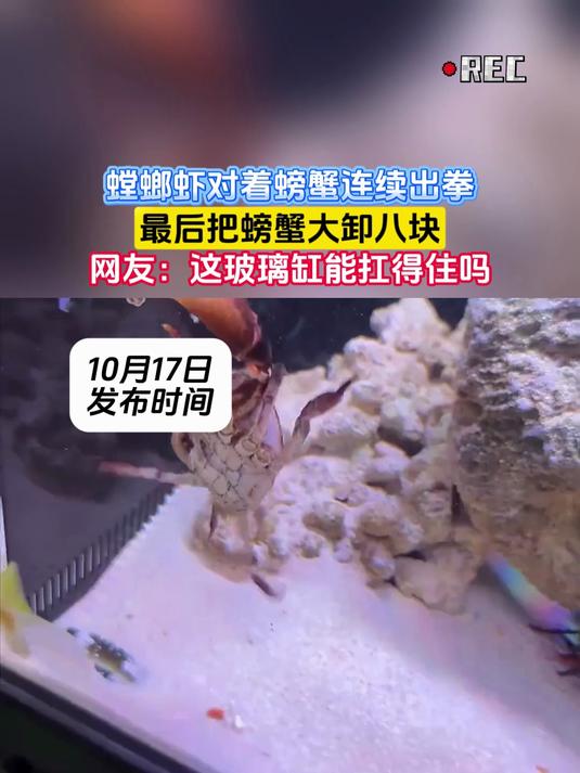 螳螂虾对着螃蟹连续出拳，最后把螃蟹大卸八块